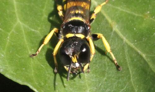 Réf. 348 033 : Ectemnius cephalotes